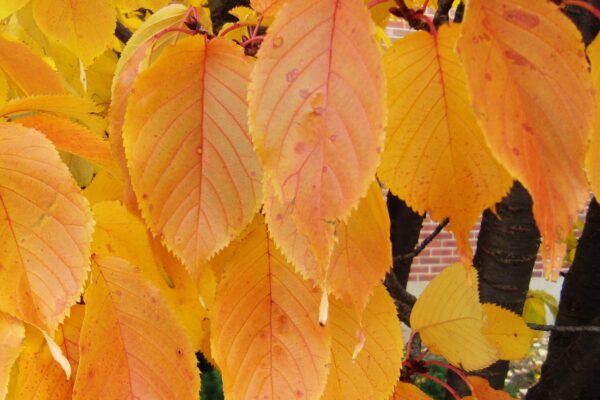Prunus sargentii ′Columnaris′ - Fall Foliage