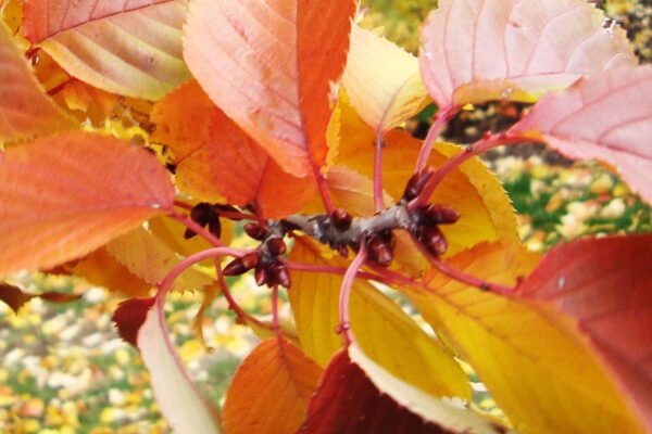 Prunus sargentii ′Columnaris′ - Fall Foliage & Buds