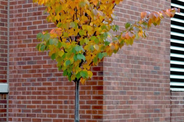 Prunus sargentii ′JFS-KW58′ [sold as Pink Flair®] - Overall Tree in Fall
