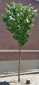 Prunus sargentii ′JFS-KW58′ [sold as Pink Flair®] - Overall Tree in Summer