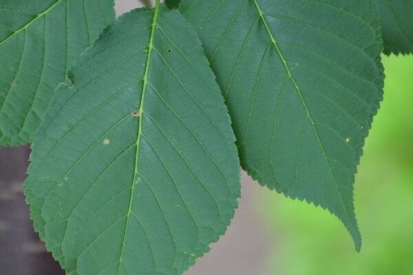 Prunus sargentii ′JFS-KW58′ [sold as Pink Flair®] - Foliage