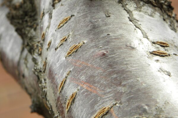 Prunus sargentii ′JFS-KW58′ [sold as Pink Flair®] - Bark