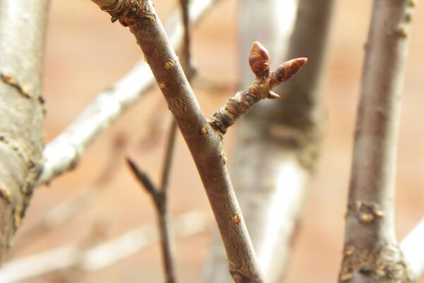 Prunus sargentii ′JFS-KW58′ [sold as Pink Flair®] - Buds