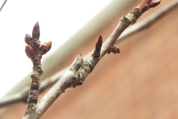 Prunus sargentii ′JFS-KW58′ [sold as Pink Flair®] - Buds