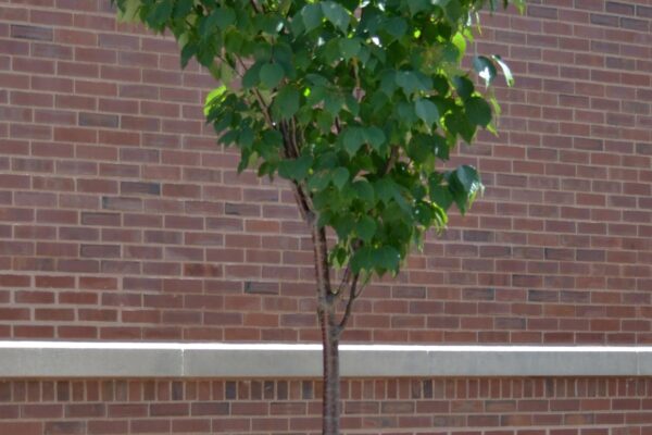 Prunus sargentii ′JFS-KW58′ [sold as Pink Flair®] - Overall Tree in Summer
