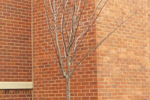 Prunus sargentii ′JFS-KW58′ [sold as Pink Flair®] - Winter Habit
