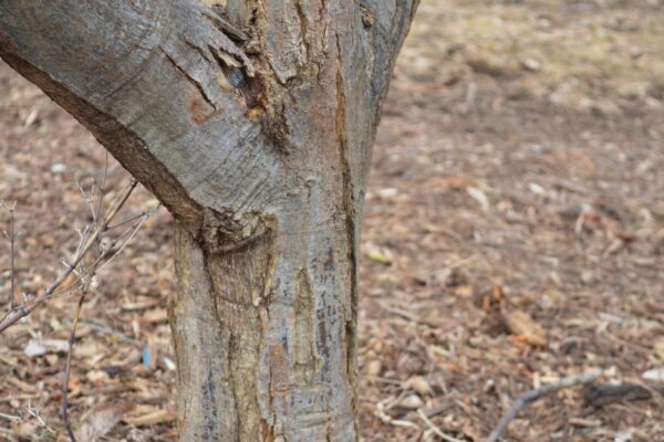 Acer shirasawanum ′Aureum′ - Bark