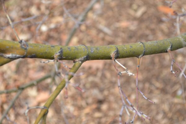 Acer shirasawanum ′Aureum′ - Bark