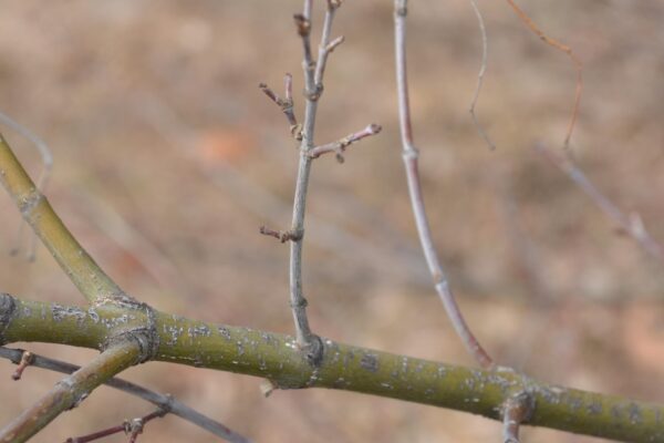 Acer shirasawanum ′Aureum′ - Stem