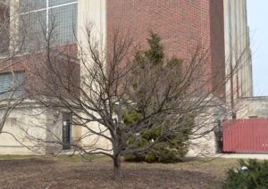 Acer shirasawanum ′Aureum′ - Winter Habit