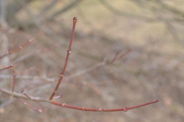 Acer shirasawanum ′Aureum′ - Buds