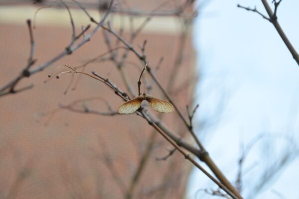 Acer shirasawanum ′Aureum′ - Old Samara