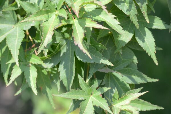 Acer shirasawanum ′Aureum′ - Foliage