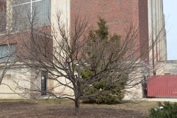 Acer shirasawanum ′Aureum′ - Winter Habit