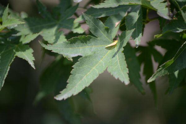 Acer shirasawanum ′Aureum′ - Leaf