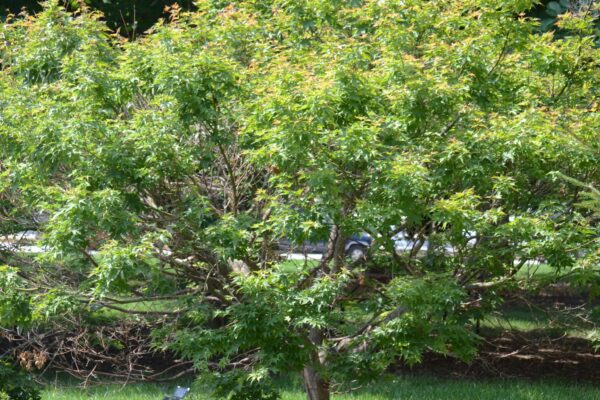 Acer shirasawanum &prime;Aureum&prime; - Summer habit