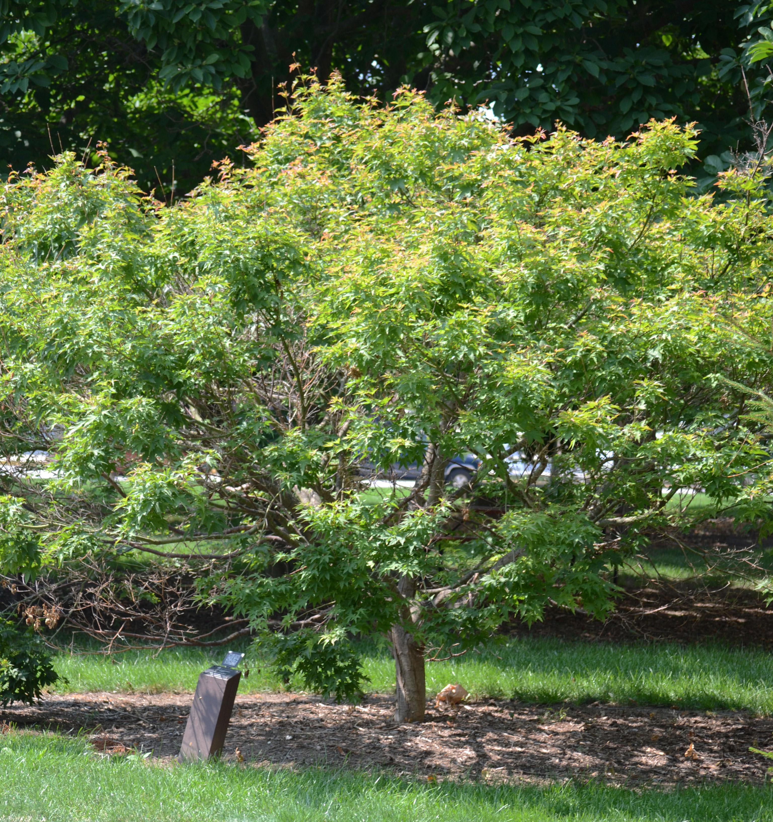 Acer shirasawanum ′Aureum′ - Summer habit
