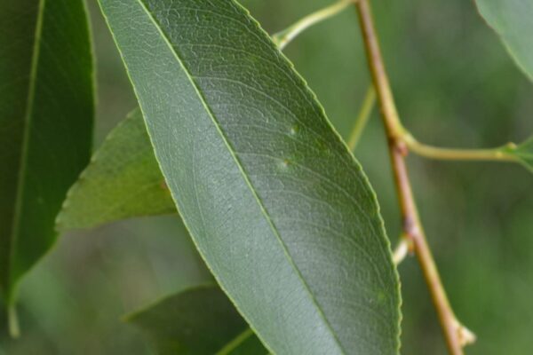 Prunus serotina - Leaf