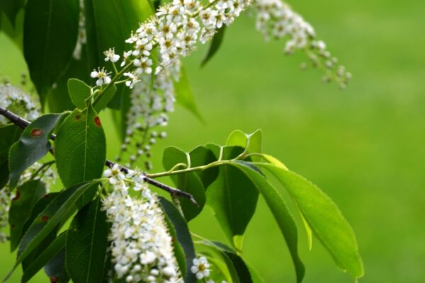 Prunus serotina - Flowers