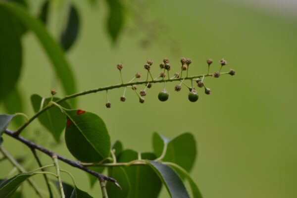 Prunus serotina - Unripe Fruit