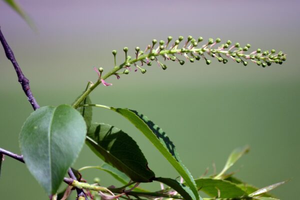 Prunus serotina - Flower Bud