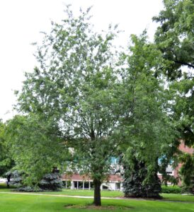 Prunus serotina - Overall Habit