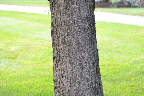 Prunus serotina - Bark