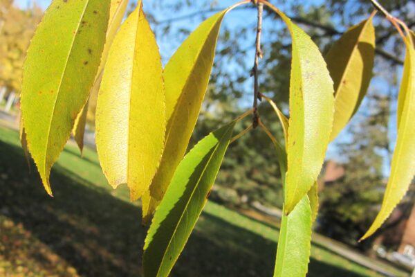 Prunus serotina - Fall Foliage