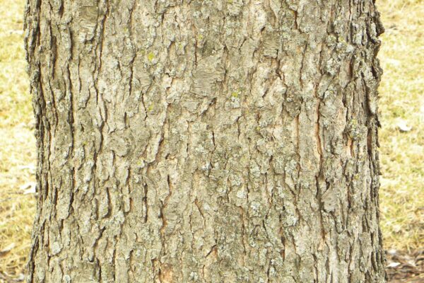 Prunus serotina - Bark