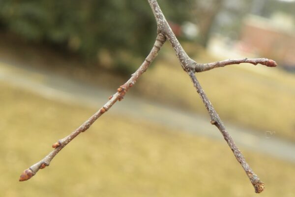 Prunus serotina - Twig and Buds