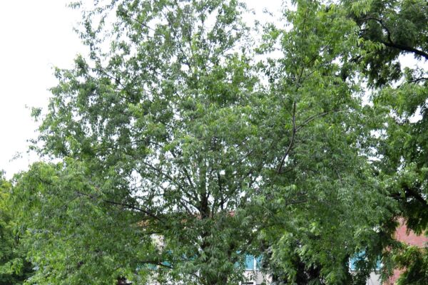 Prunus serotina - Overall Habit