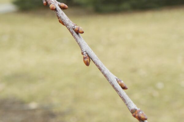 Prunus serotina - Buds
