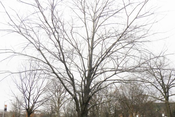 Prunus serotina - Winter Habit