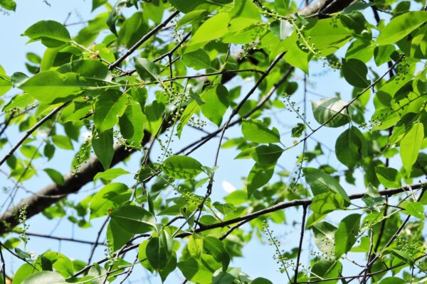 Prunus serotina - Flower Buds and Foliage