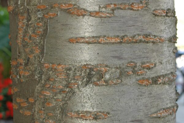 Prunus serrulata ′Kwanzan′ - Bark