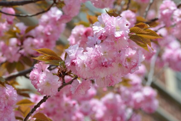 Prunus serrulata ′Kwanzan′ - Flowers