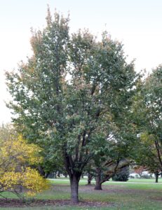 Prunus serrulata ′Kwanzan′ - Overall Tree in Summer