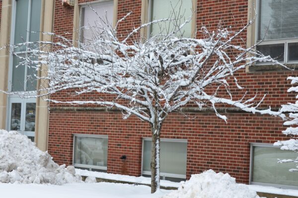 Prunus serrulata ′Kwanzan′ - Winter Interest