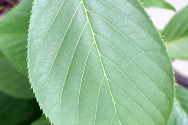 Prunus serrulata ′Kwanzan′ - Leaf