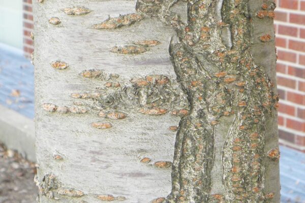 Prunus serrulata ′Kwanzan′ - Bark