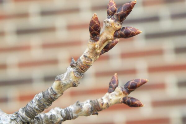 Prunus serrulata ′Kwanzan′ - Buds