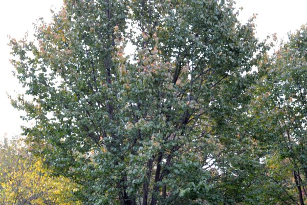 Prunus serrulata ′Kwanzan′ - Overall Tree in Summer