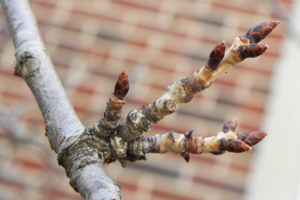 Prunus serrulata ′Kwanzan′ - Buds