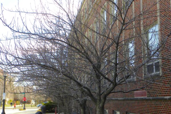 Prunus serrulata ′Kwanzan′ - Winter Habit