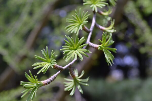 Pseudolarix amabilis - Emerging Foliage