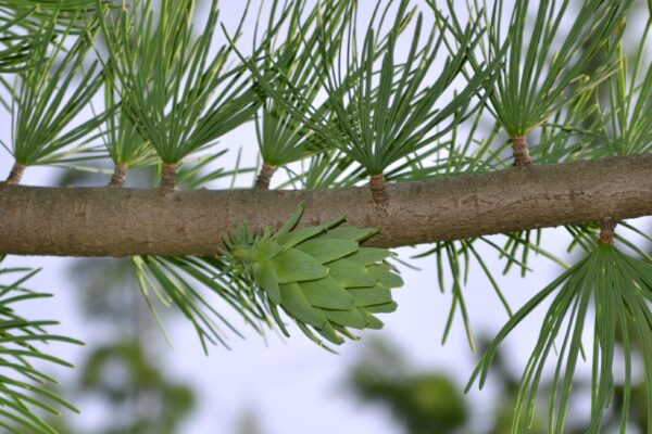 Pseudolarix amabilis - Fruit