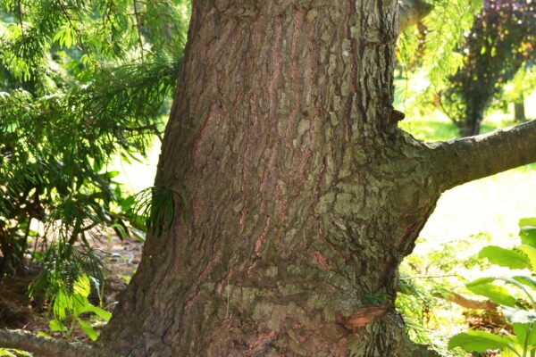 Pseudolarix amabilis - Bark