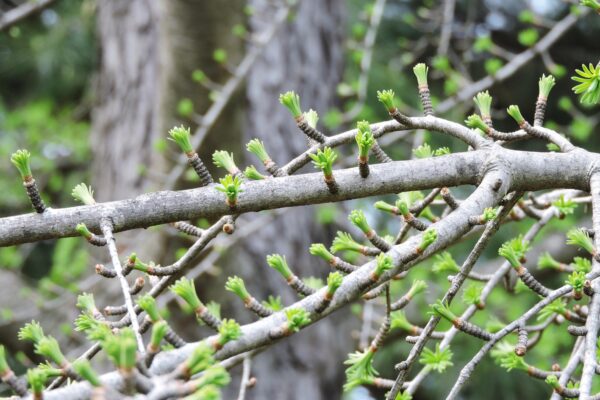 Pseudolarix amabilis - Emeriging Foliage