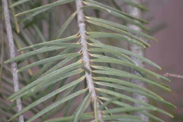 Pseudotsuga menziesii - Needles