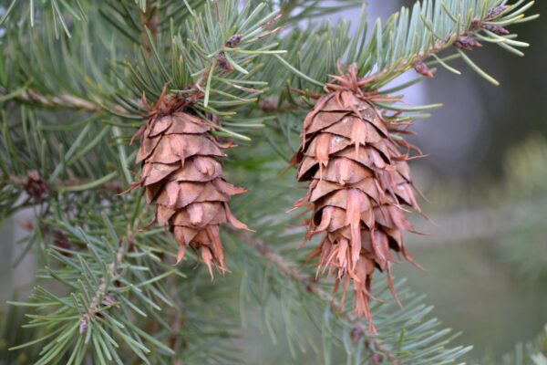Pseudotsuga menziesii - Mature Cones